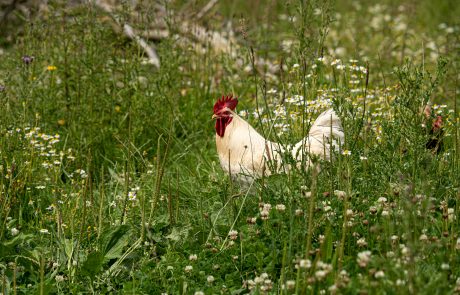 ein Hahn in einem Feld von Blumen und Gras