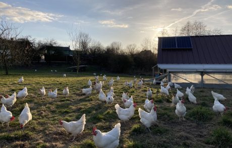 eine Gruppe von Hühnern, die auf einem Feld stehen