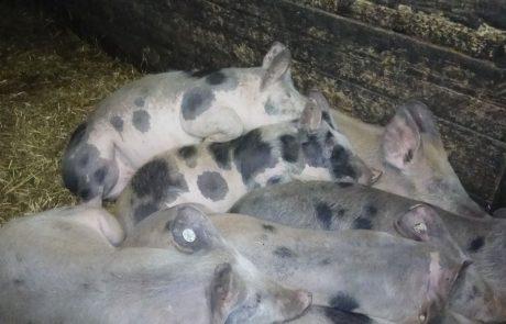 eine Gruppe von Schweinen, die in einem Stall liegen