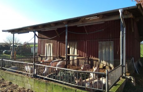 ein rotes Gebäude mit Auslauf für Schweine