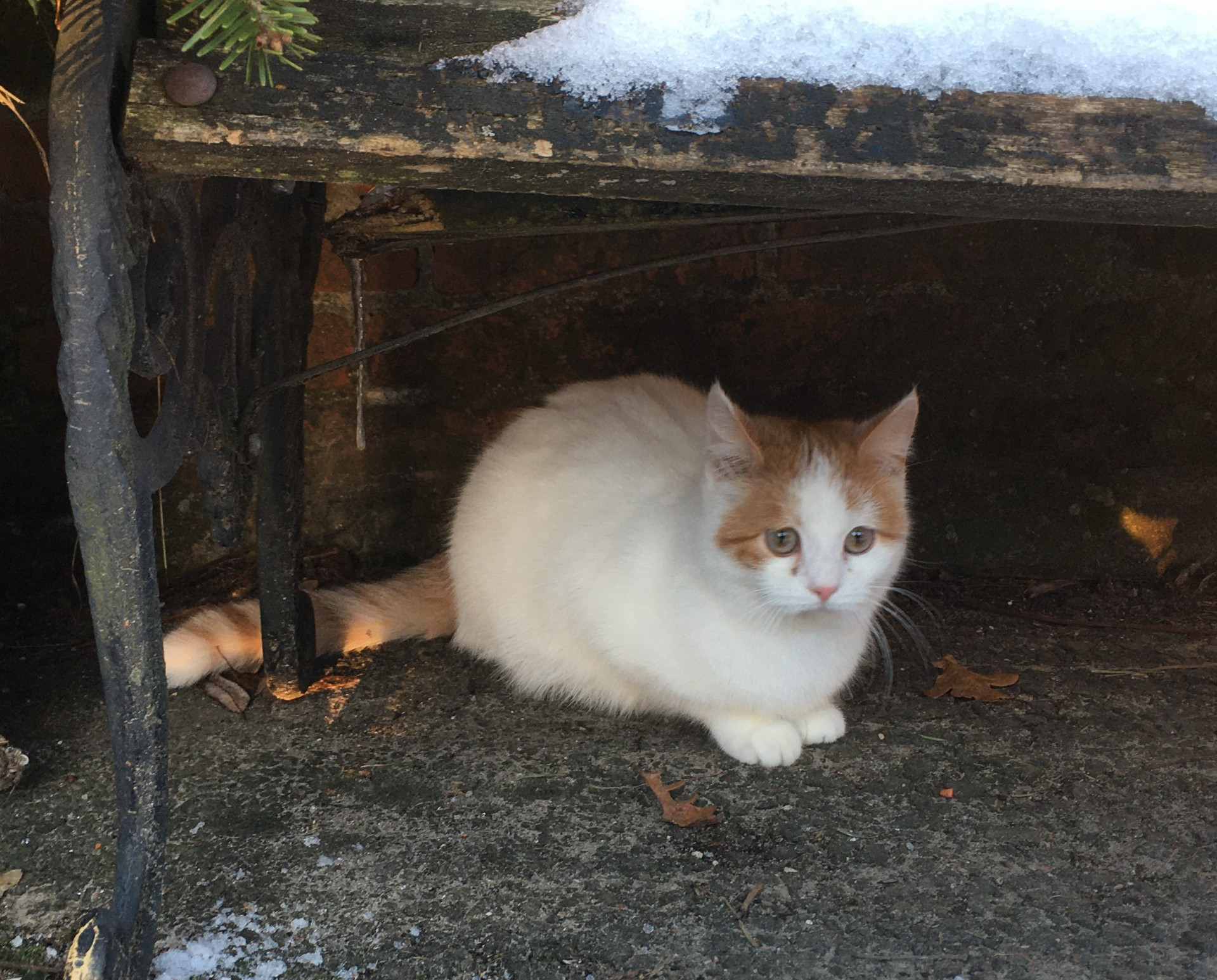 eine Katze, die unter einer schneebedeckten Bank sitzt