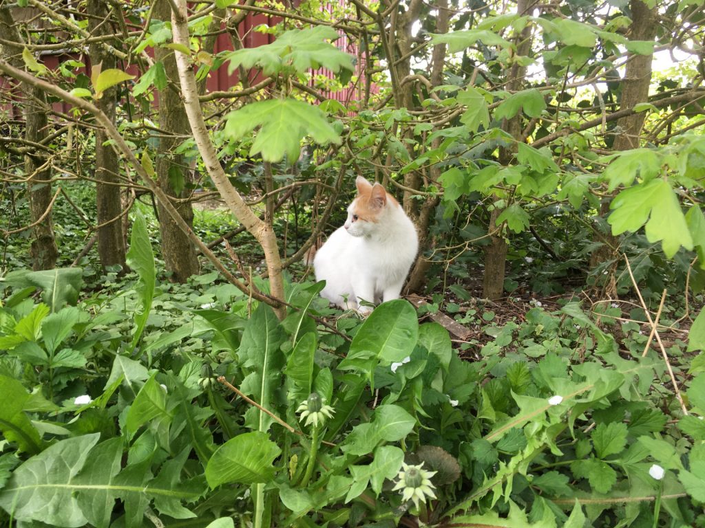 eine Katze, die in einem Busch grüner Blätter sitzt