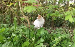 eine Katze, die in einem Busch grüner Blätter sitzt